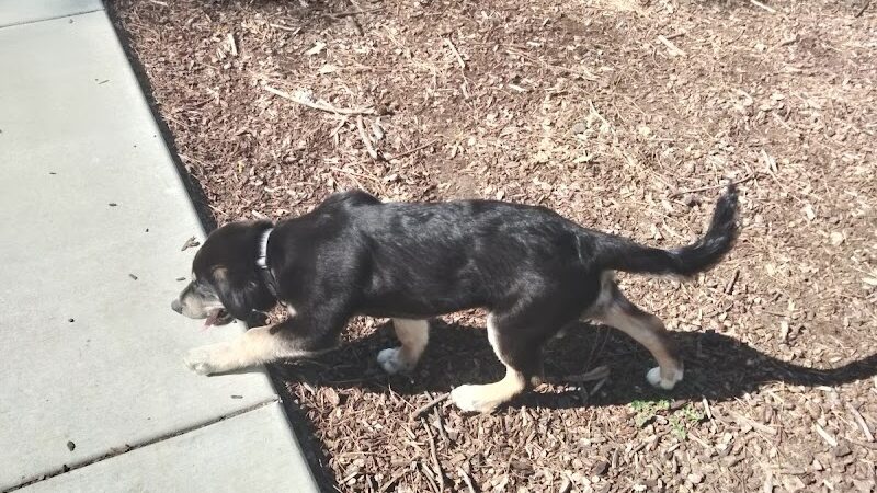 Dog park - Fairfield, CA