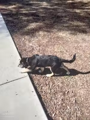 Dog park - Fairfield, CA