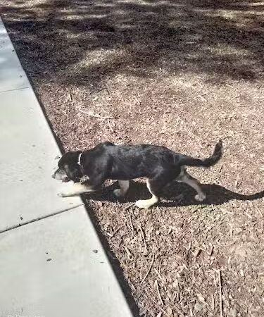 Dog park - Fairfield, CA
