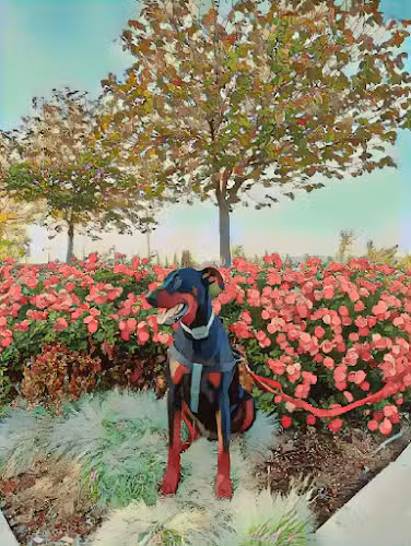 Large Dog Park | Cordelia Community Park, - Fairfield, CA