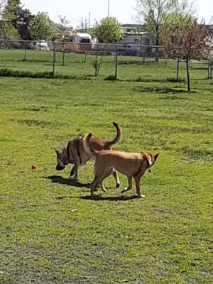 Dog park - Fargo, ND