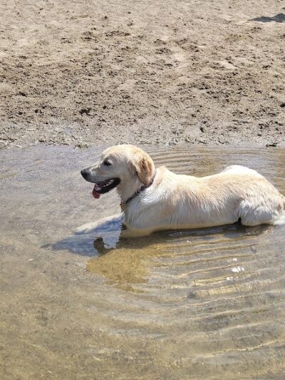 White Sands Dog Park - Faribault, MN