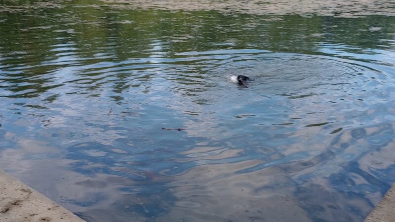 White Sands Dog Park - Faribault, MN