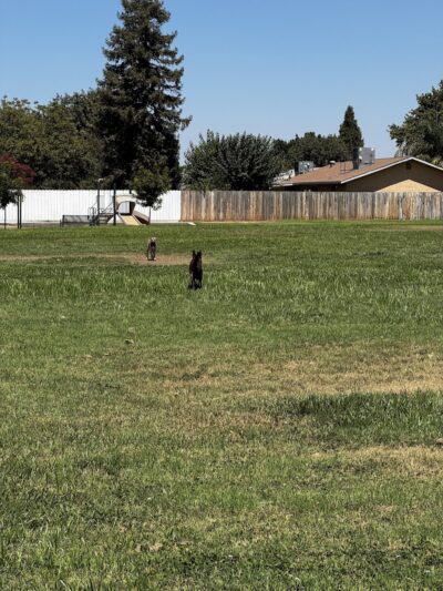 Armstrong Park - Farmersville, CA