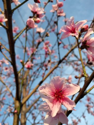 Armstrong Park - Farmersville, CA