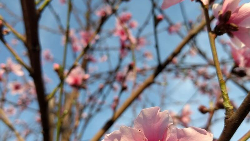 Armstrong Park - Farmersville, CA