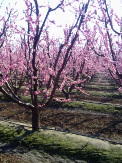 Armstrong Park - Farmersville, CA