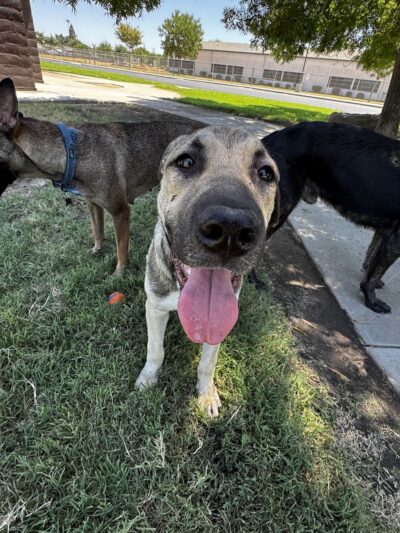 Armstrong Park - Farmersville, CA