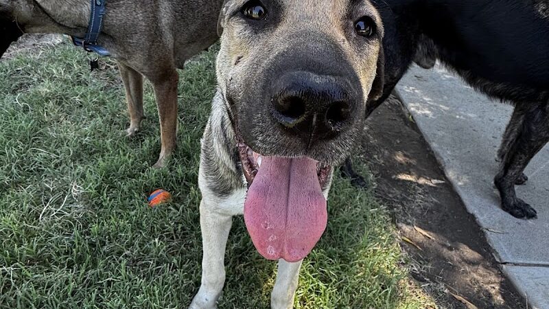 Armstrong Park - Farmersville, CA
