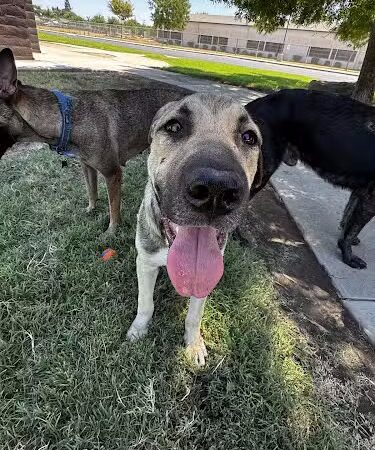 Armstrong Park - Farmersville, CA