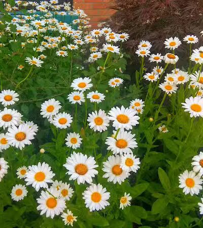 Drake Park (Farmington) - Farmington,