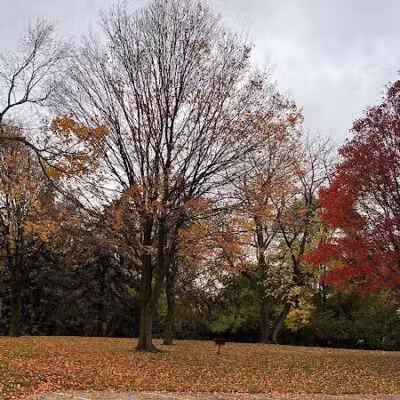 Drake Park (Farmington) - Farmington,