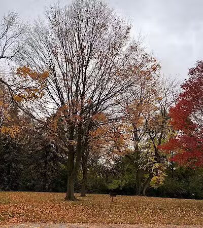 Drake Park (Farmington) - Farmington,