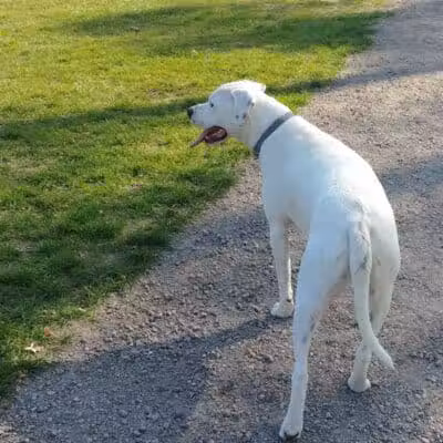 William Grace Dog Park - Farmington Hills, MI