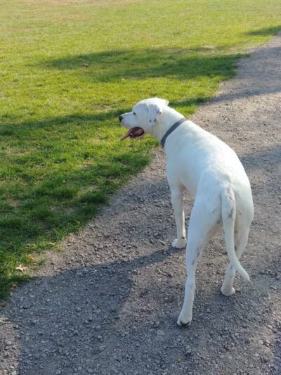 William Grace Dog Park - Farmington Hills, MI