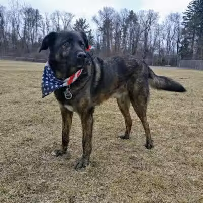 William Grace Dog Park - Farmington Hills, MI