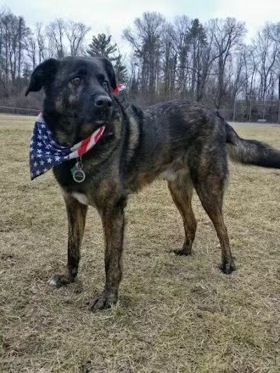 William Grace Dog Park - Farmington Hills, MI