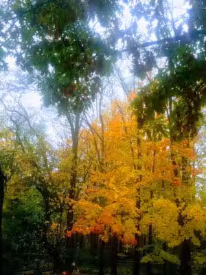 Drake Park (Farmington) - Farmington,