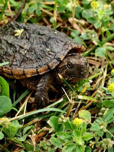 Farmington Preserve Park - Farmington, MN