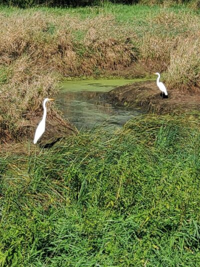 Farmington Preserve Park - Farmington, MN