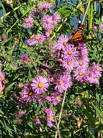 Farmington Preserve Park - Farmington, MN