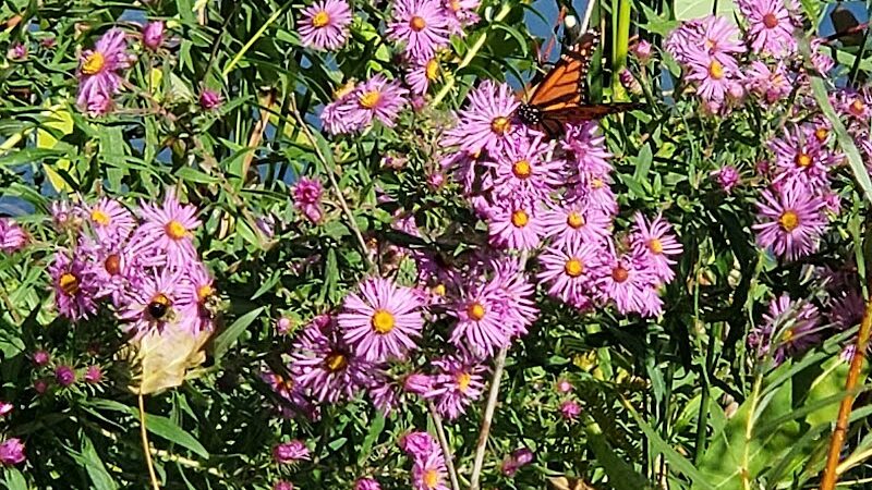 Farmington Preserve Park - Farmington, MN