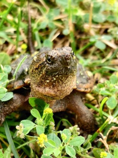 Farmington Preserve Park - Farmington, MN