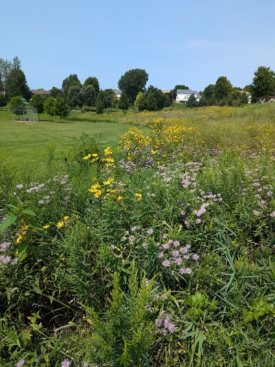 Meadow View Park - Farmington, MN