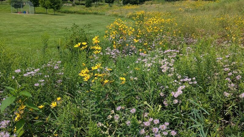 Meadow View Park - Farmington, MN