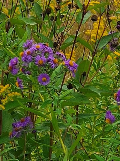 Meadow View Park - Farmington, MN