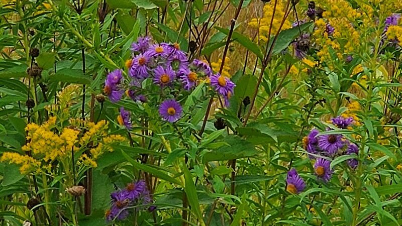 Meadow View Park - Farmington, MN