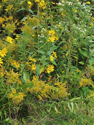 Meadow View Park - Farmington, MN