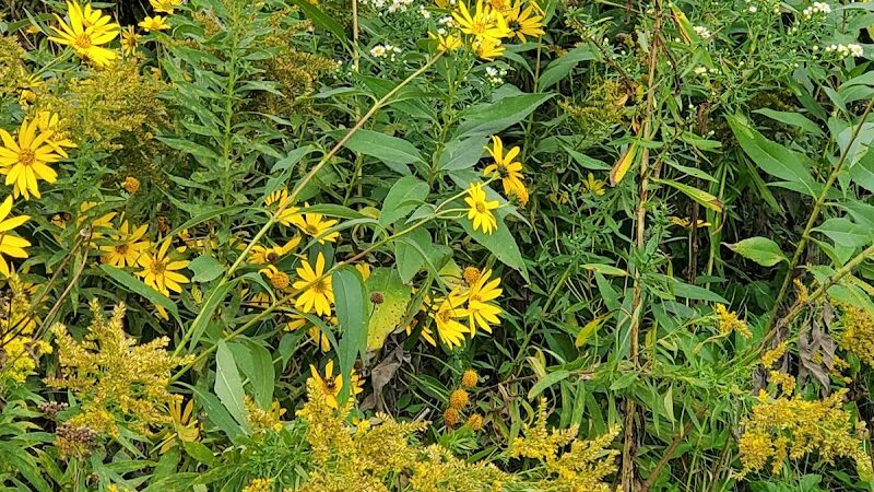 Meadow View Park - Farmington, MN