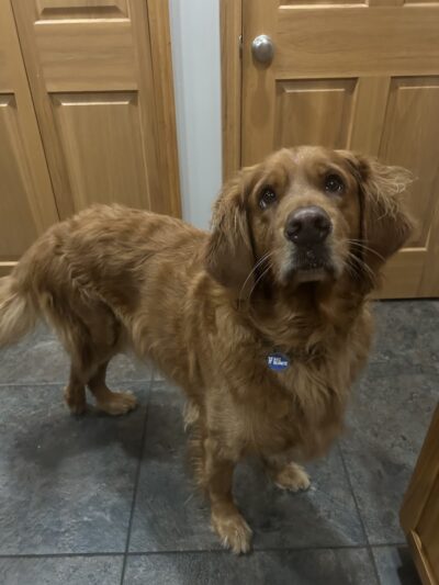 Steinmetz Stay and Play LLC - Farmington, MN