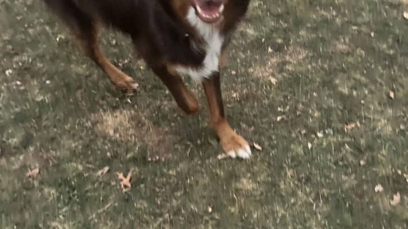 Steinmetz Stay and Play LLC - Farmington, MN