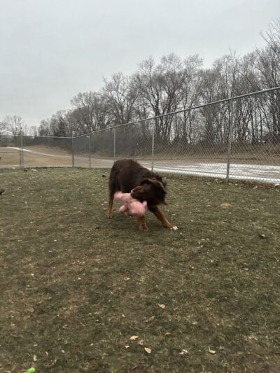 Steinmetz Stay and Play LLC - Farmington, MN