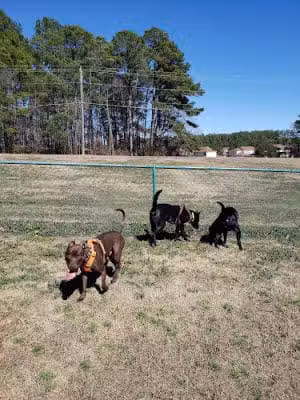 Bark Park at Fort Bragg - Fayetteville, NC