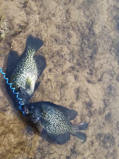 Sportsman's Paradise Resort - Felch,