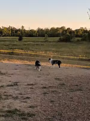 Thompson Road Regional Dog Park - Fenton, MI