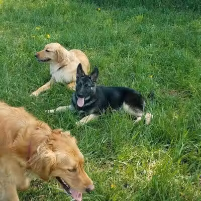 Thompson Road Regional Dog Park - Fenton, MI