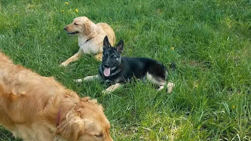 Thompson Road Regional Dog Park - Fenton, MI