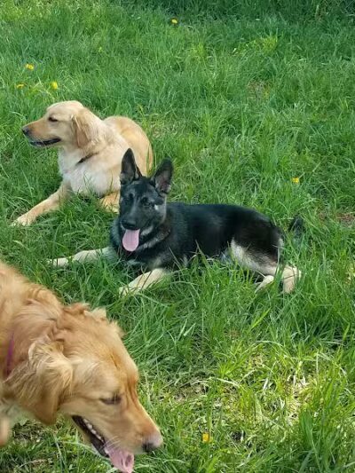 Thompson Road Regional Dog Park - Fenton, MI