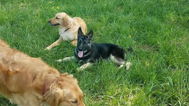Thompson Road Regional Dog Park - Fenton, MI