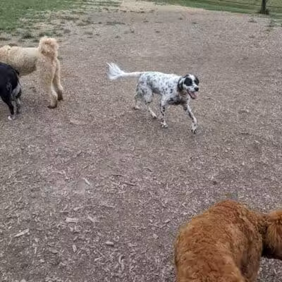 Thompson Road Regional Dog Park - Fenton, MI