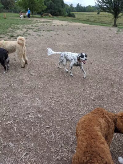 Thompson Road Regional Dog Park - Fenton, MI