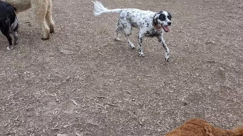Thompson Road Regional Dog Park - Fenton, MI