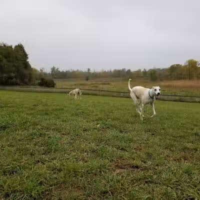Thompson Road Regional Dog Park - Fenton, MI