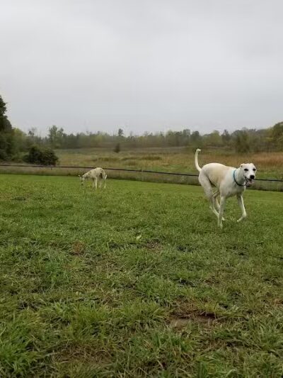 Thompson Road Regional Dog Park - Fenton, MI