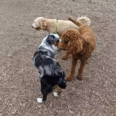 Thompson Road Regional Dog Park - Fenton, MI