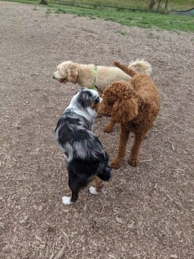 Thompson Road Regional Dog Park - Fenton, MI